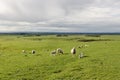 sheep and lambs in a field Royalty Free Stock Photo