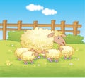 Sheep and lambs in a field Royalty Free Stock Photo