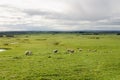 Sheep and lambs in a field Royalty Free Stock Photo