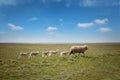 Sheep with lambs on the field Royalty Free Stock Photo