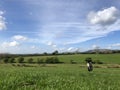 Sheep and lambs in fields in spring Royalty Free Stock Photo