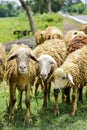 Sheep and lambs in flock of some unknown Livestock farm in close encounter looking with a curious and inquisitive eyes. India. Royalty Free Stock Photo