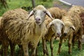 Sheep and lambs in flock of some unknown Livestock farm in close encounter looking with a curious and inquisitive eyes. India. Royalty Free Stock Photo