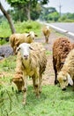 Sheep and lambs in flock of some unknown Livestock farm in close encounter looking with a curious and inquisitive eyes Royalty Free Stock Photo