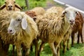 Sheep and lambs in flock of some unknown Livestock farm in close encounter looking with a curious and inquisitive eyes Royalty Free Stock Photo