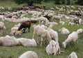 sheep with lambs and goatskins in the meadow