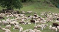 Sheep with lambs and goatskins in the meadow