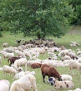 Sheep with lambs and goatskins