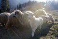 Sheep and lambs graze in the mountains in the rays of the setting sun