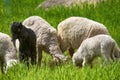 Sheep and lambs graze on young juicy meadows Royalty Free Stock Photo