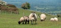 Sheep  and lambs grazing on farmland in the South Downs National Park near Ditchling Beacon in East Sussex UK. Royalty Free Stock Photo