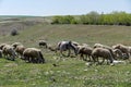 sheep and lambs grazing in the field, herd of sheep grazing, close-up sheep and lambs Royalty Free Stock Photo