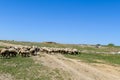 sheep and lambs grazing in the field, herd of sheep grazing, close-up sheep and lambs Royalty Free Stock Photo