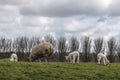 Sheep and lambs are grazing Royalty Free Stock Photo