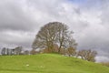 sheep grazing in an upland field yorkshire dales Royalty Free Stock Photo