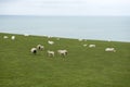 Sheep and lambs in a green field Royalty Free Stock Photo