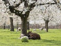 Sheep and lambs in green grass under blossoming cherry trees in spring orchard near utrecht in holland Royalty Free Stock Photo