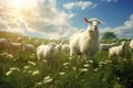 Sheep and lambs on a green meadow under blue sky, a herd of white goats grazing peacefully in a lush green meadow under the open Royalty Free Stock Photo