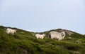 Sheep with lambs on green moss dunes on Sylt island. German sheep