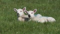 Sheep and lambs laying in the sun in a field Ireland Royalty Free Stock Photo