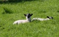 Sheep and lambs laying in the sun in a field Ireland Royalty Free Stock Photo