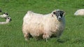 Sheep and lambs laying in the sun in a field Ireland