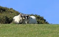 Two Highland Rams Sheep in field in Ireland Royalty Free Stock Photo
