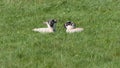 Sheep and lambs laying in the sun in a field Ireland