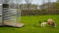 Sheep with lambs leaving trailer