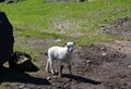 Sheep with lambs in pasture in Iceland