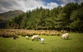 Sheep and Lambs in the Pentland Hills Royalty Free Stock Photo