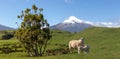 Sheep lamb picturesque landscape Taranaki volcano Royalty Free Stock Photo