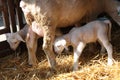 Sheep with lambs Royalty Free Stock Photo