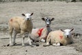 Sheep with lambs on shore at Arnside. Royalty Free Stock Photo