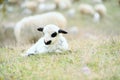 Sheep Royalty Free Stock Photo