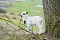 Sheep Royalty Free Stock Photo