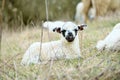 Sheep Royalty Free Stock Photo