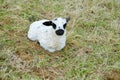 Sheep Royalty Free Stock Photo