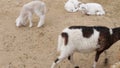 Sheep and lambs walking. Sheep farm