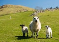 Sheep and lambs in welsh mountain farm
