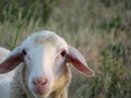 Sheep lambs wool animal milk natural meat food farm Royalty Free Stock Photo