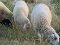 Sheep lambs wool animal milk natural meat food farm Royalty Free Stock Photo