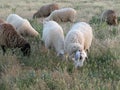 Sheep lambs wool animal milk natural meat food farm