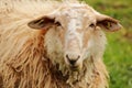 Sheep latxa in the Baztan valley Royalty Free Stock Photo