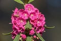 Sheep laurel flowers