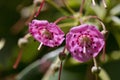 Sheep laurel - Kalmia angustifolia