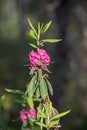 The sheep laurel lambkill