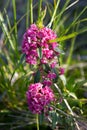 Sheep laurel Pink Flower in Summer Vertical