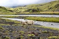 Sheep on lava field, Eldgja, Iceland Royalty Free Stock Photo