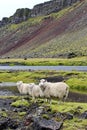 Sheep on lava field, Eldgja, Iceland Royalty Free Stock Photo